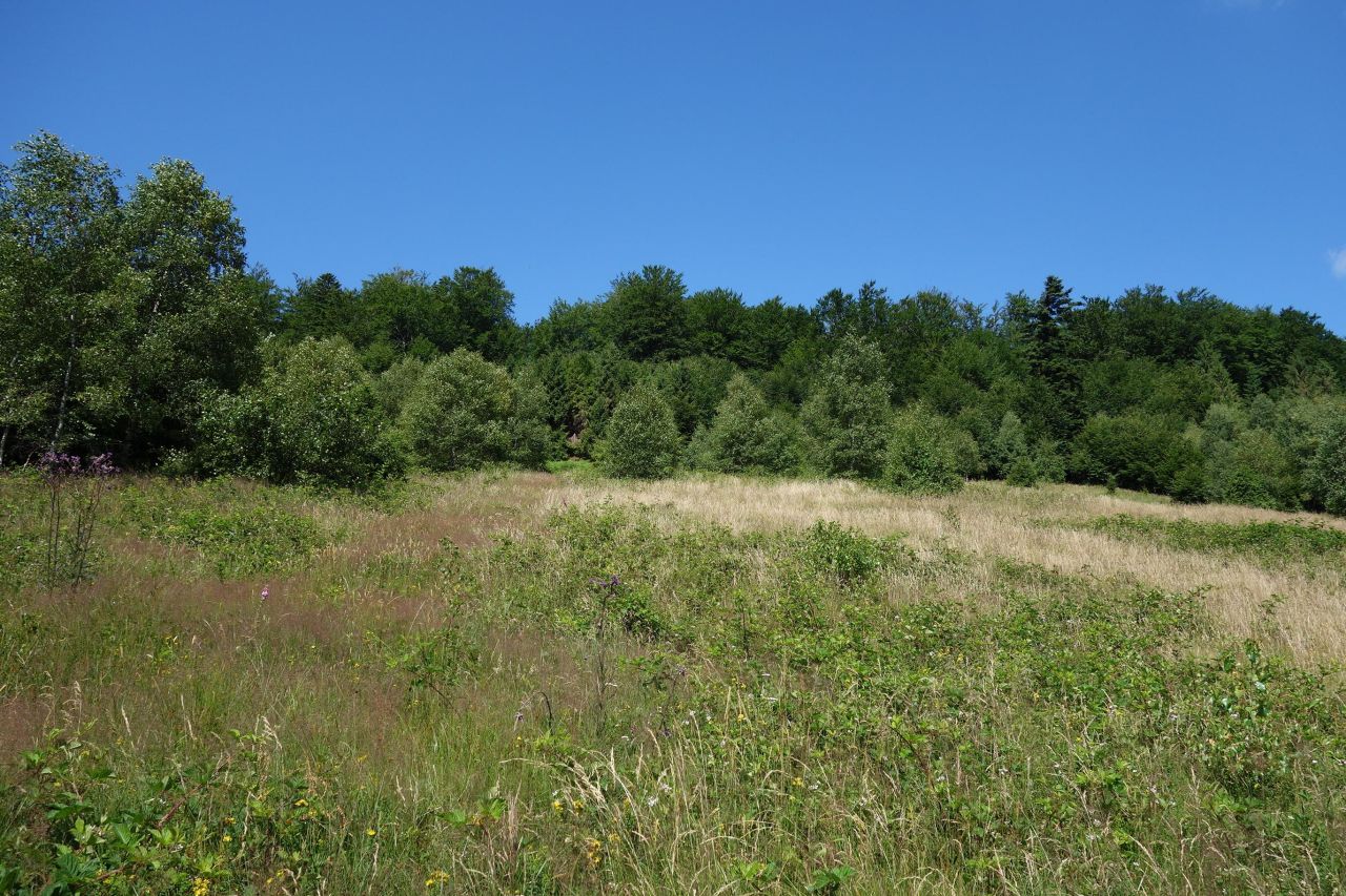 Działka inwestycyjna Brenna Leśnica, ul. Orłowa. Zdjęcie 11