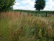 Działka rolno-budowlana Czarnolas Czarnolas-Kolonia. Zdjęcie 4