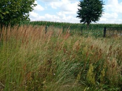 Działka rolno-budowlana Czarnolas Czarnolas-Kolonia. Zdjęcie 5