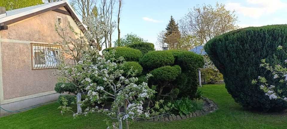 Działka rod Lubin. Zdjęcie 5