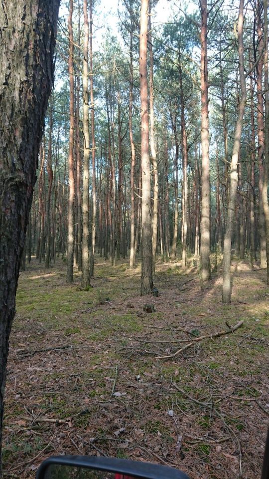 Działka leśna Wola Makowska. Zdjęcie 5