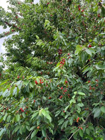 Działka rod Kraków Czyżyny, ul. Łęgowa. Zdjęcie 1