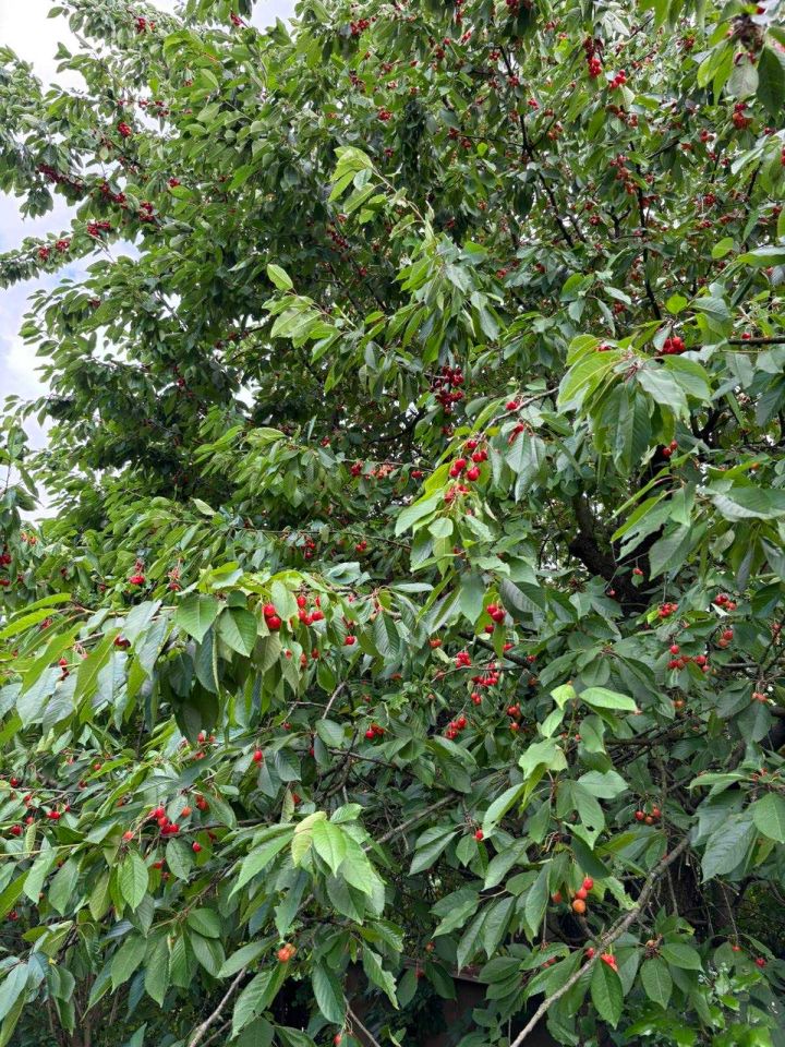 Działka rod Kraków Czyżyny, ul. Łęgowa