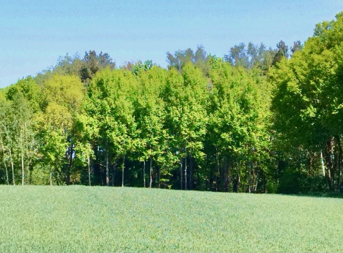 Działka budowlana Charzyno, ul. Lawendowa. Zdjęcie 7