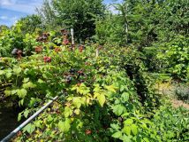 Działka rod Gliwice Sikornik. Zdjęcie 2