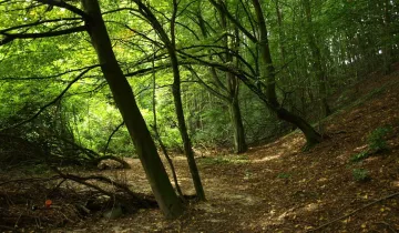 Działka na sprzedaż bez pośredników 
 
 Piłka - Widok 5