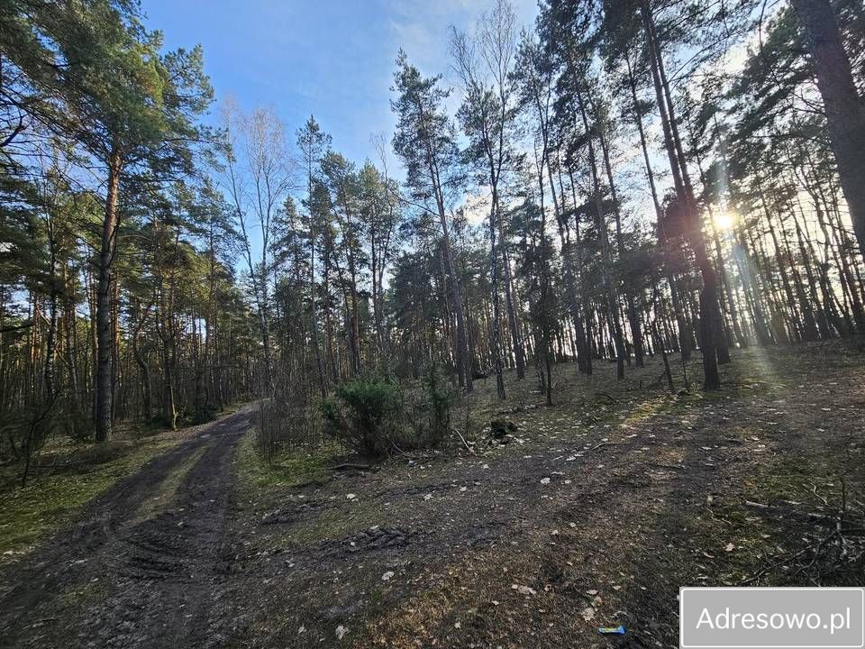 Działka rolna Kolonia Rozniszew. Zdjęcie 6