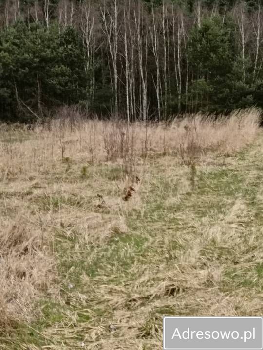 Działka Łowinia. Zdjęcie 10