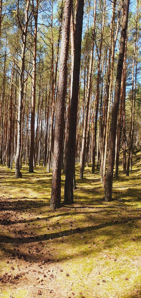 Działka budowlana Arciechów, ul. Jemiołuszki. Zdjęcie 6