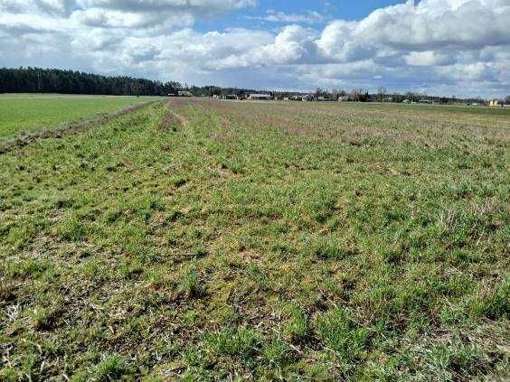 Działka inwestycyjna Jasiony. Zdjęcie 3