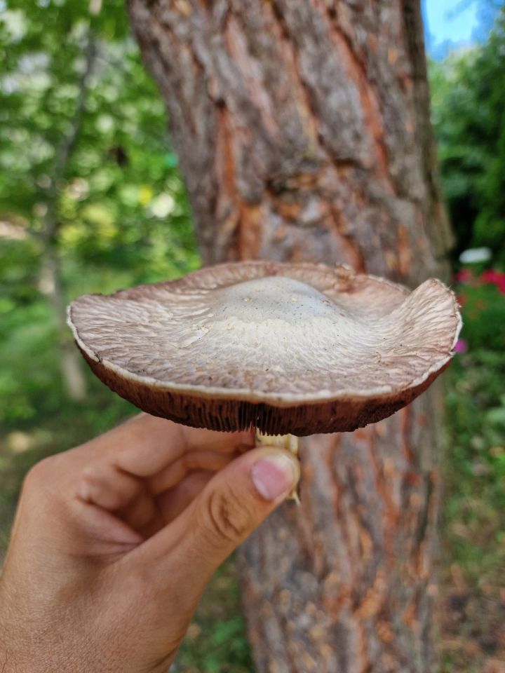 Działka rod Warszawa Włochy, ul. Paluch. Zdjęcie 10