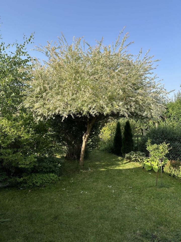 Działka rod Bełchatów, ul. Cegielniana. Zdjęcie 8