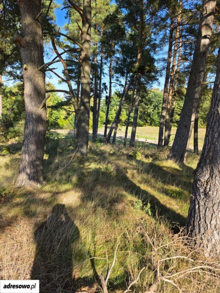Działka siedliskowa Zielenica. Zdjęcie 11