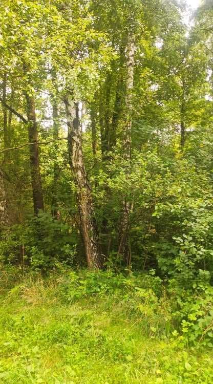 Działka Gąsawy Plebańskie. Zdjęcie 7