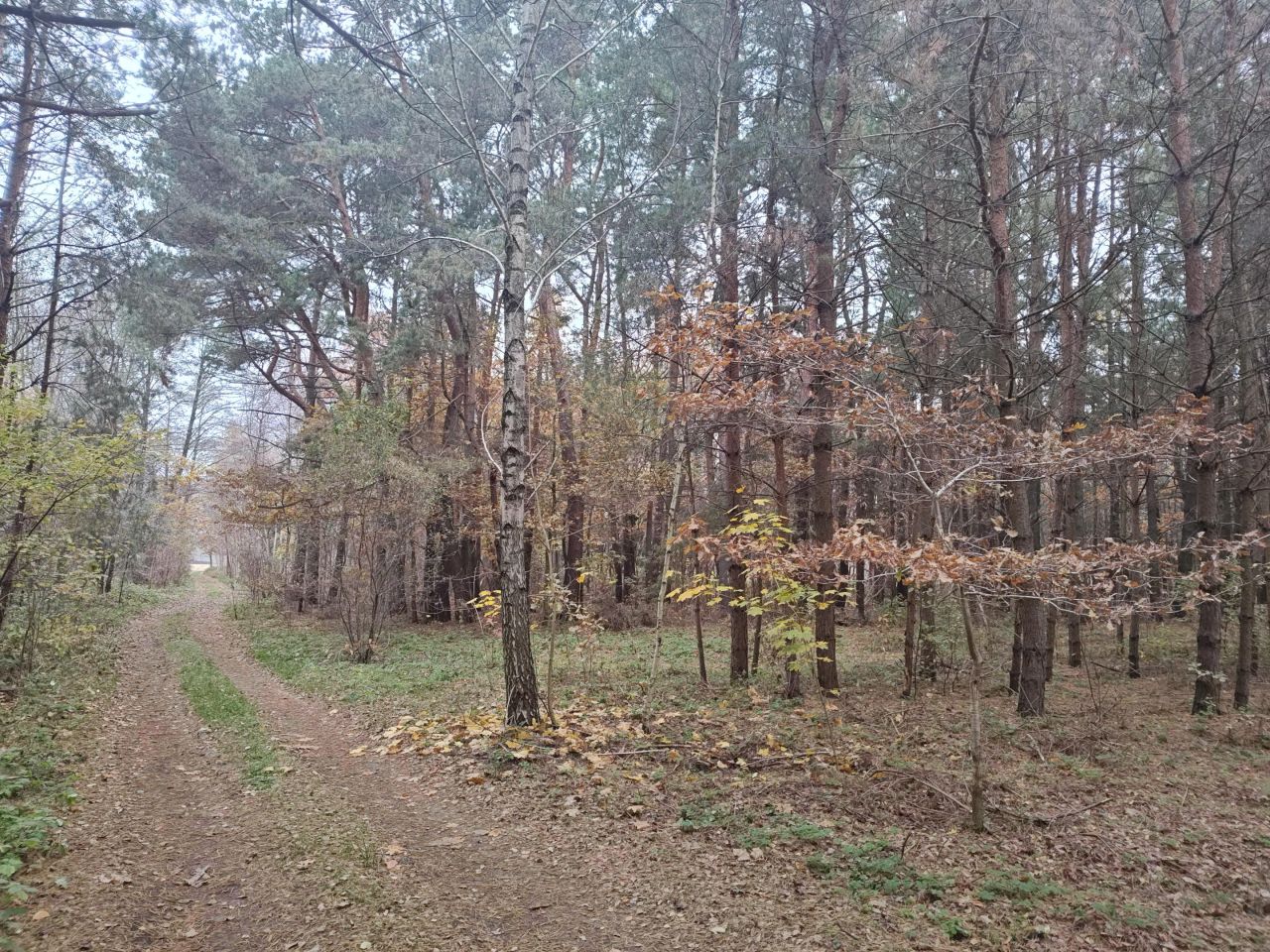 Działka siedliskowa Długie Grodzieckie Nad Jeziorem. Zdjęcie 4