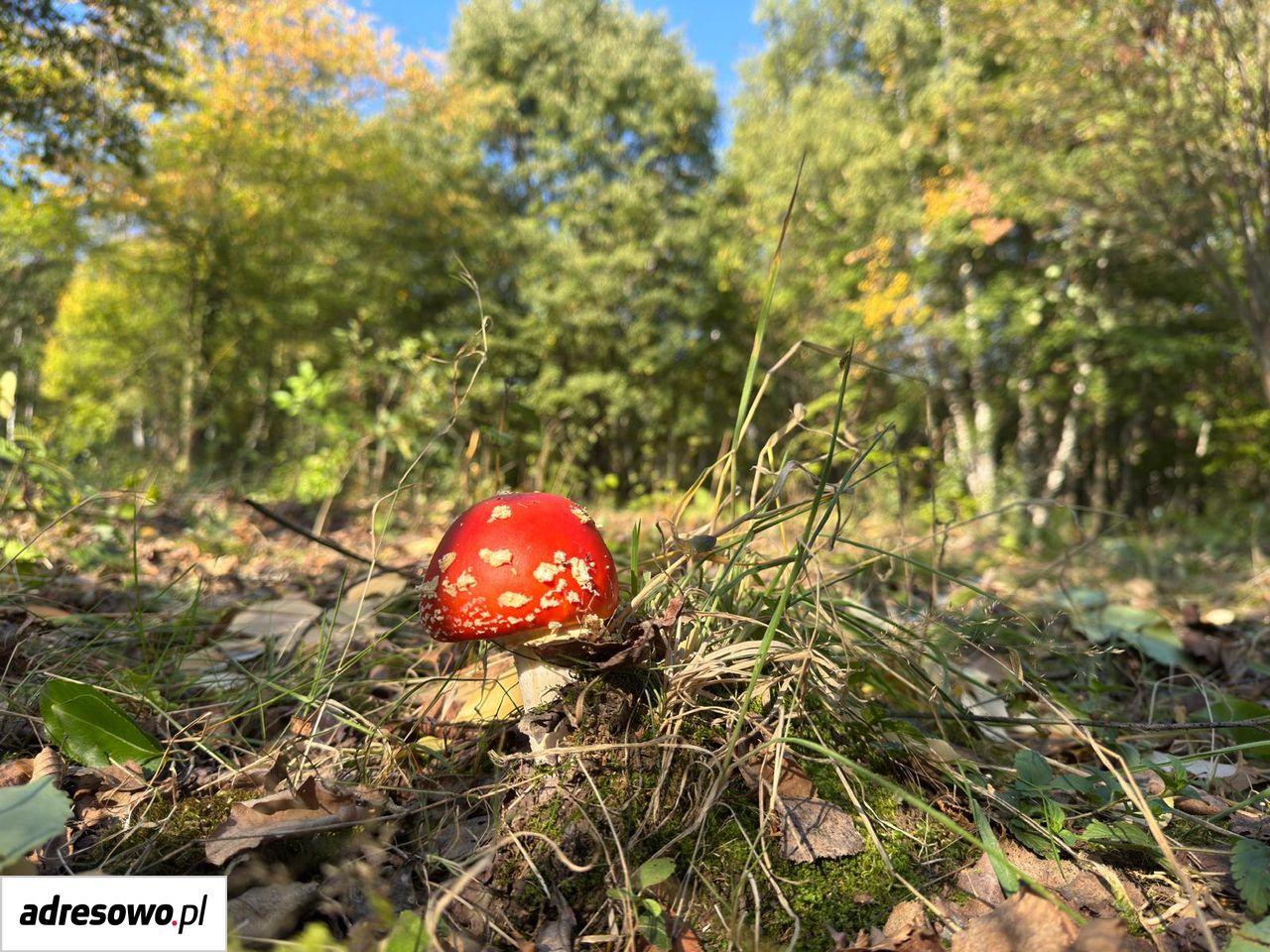 Działka budowlana Kuropatnik, ul. Bukowa. Zdjęcie 5