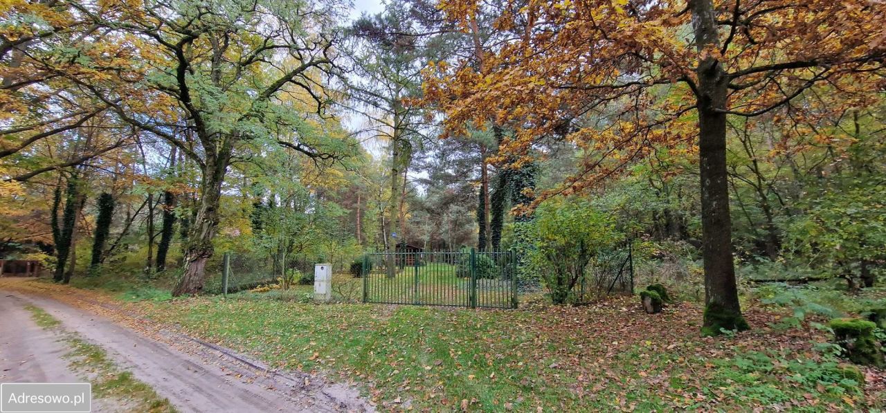 Działka leśna Kolonia Głowa. Zdjęcie 2