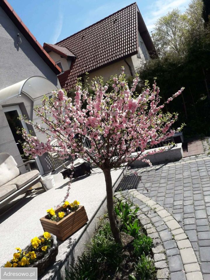 dom wolnostojący, 6 pokoi Złotów. Zdjęcie 9