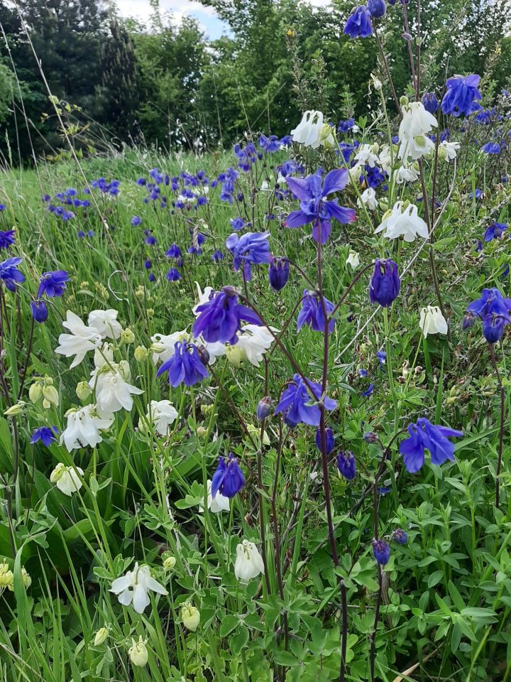 dom wolnostojący, 3 pokoje Bukowska Wola. Zdjęcie 35