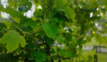 Działka rod Wieluń