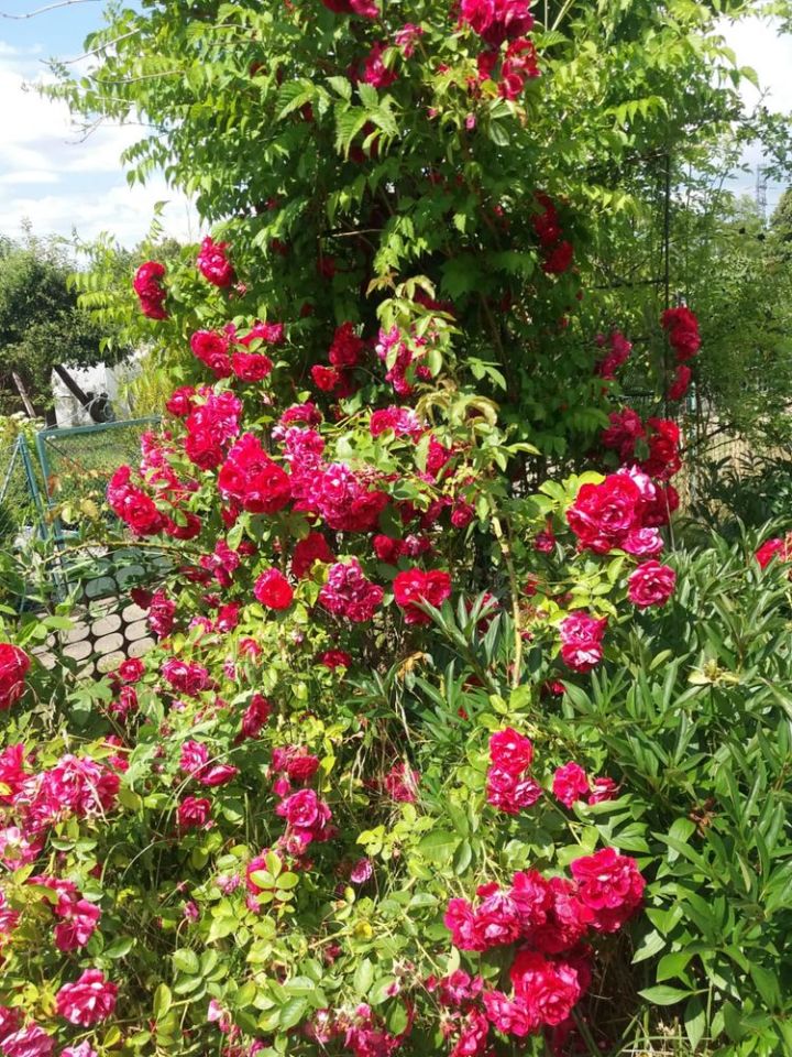 Działka rod Tczew, ul. Działkowa. Zdjęcie 7