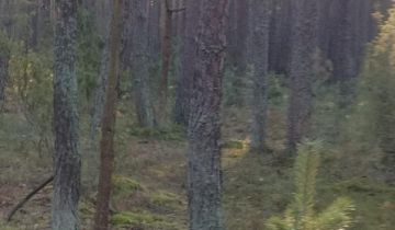 Działka leśna Wólka Pokłonna