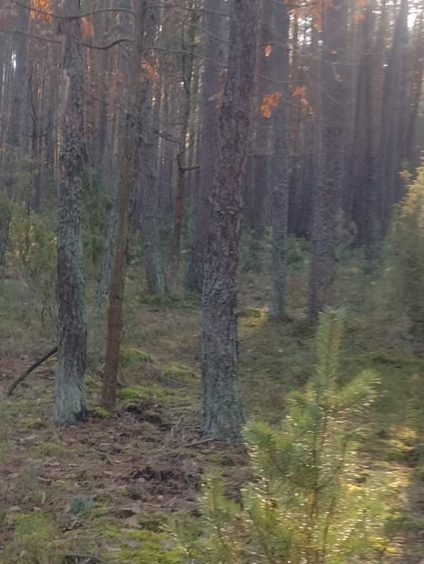 Działka leśna Wólka Pokłonna. Zdjęcie 2
