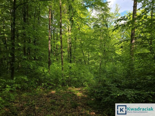 Działka leśna Końskie. Zdjęcie 4
