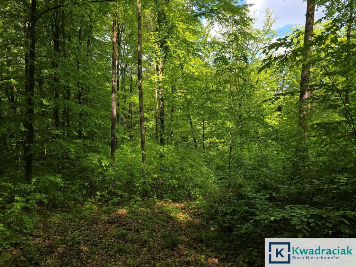 Działka leśna Końskie. Zdjęcie 4