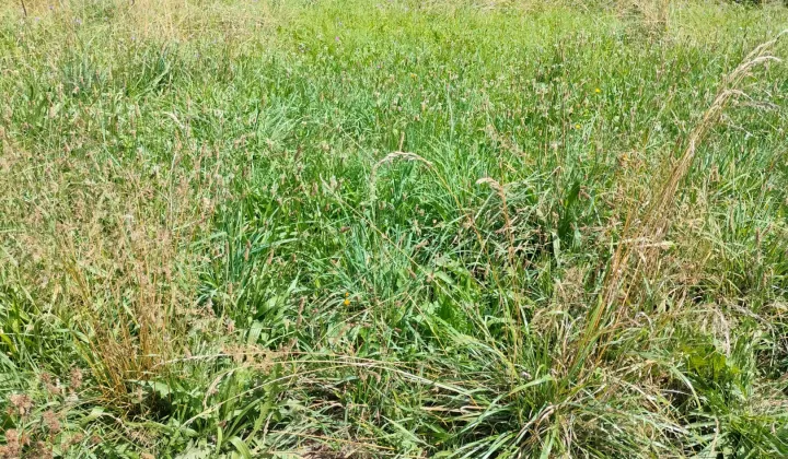 Działka rolno-budowlana Krasne Potockie Nowa Wieś