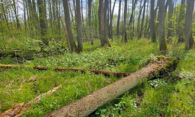 Działka budowlana Jeziórka. Zdjęcie 10