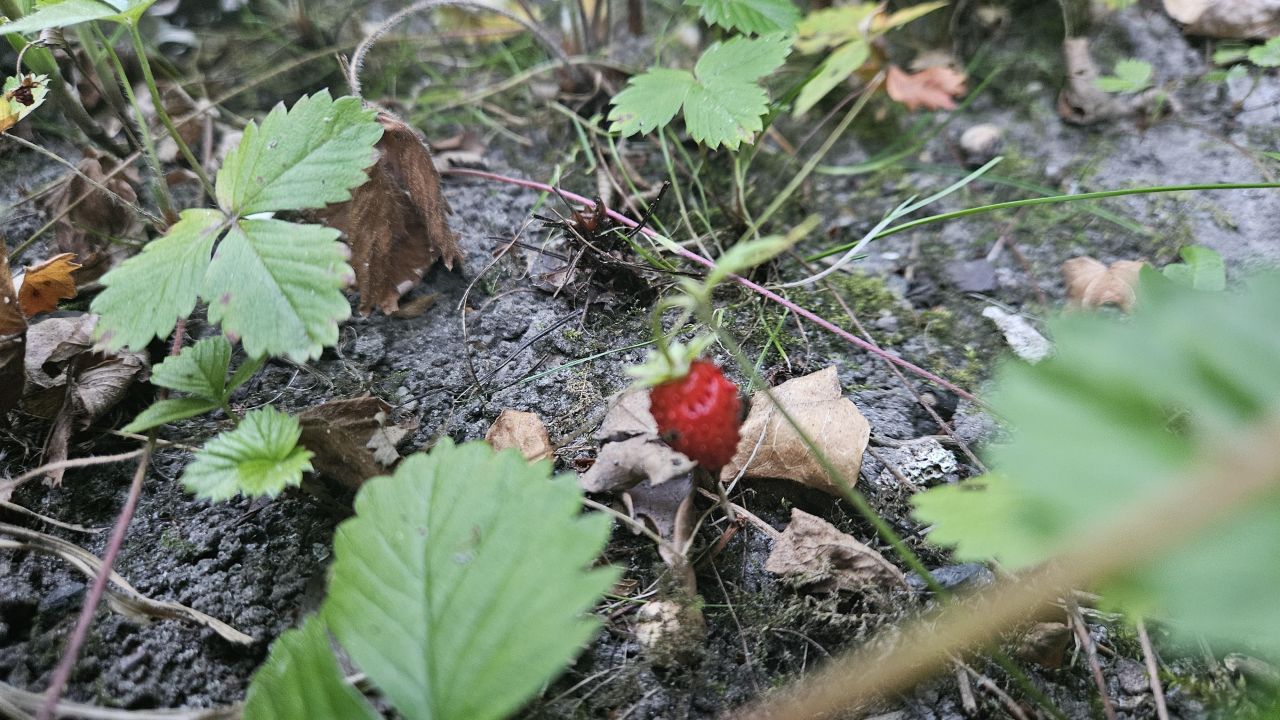 Działka rod Łódź Teofilów, al. Salomei Brynickiej. Zdjęcie 3