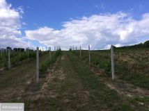 Działka rolna Chwałki. Zdjęcie 3