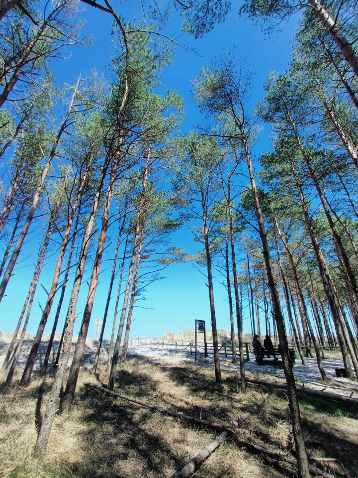 Działka rolna Sasino, ul. Wiatrowa. Zdjęcie 3