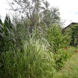 Działka rod Wrocław Fabryczna, ul. Strachowicka. Zdjęcie 4