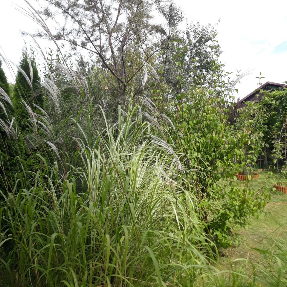 Działka rod Wrocław Fabryczna, ul. Strachowicka. Zdjęcie 5