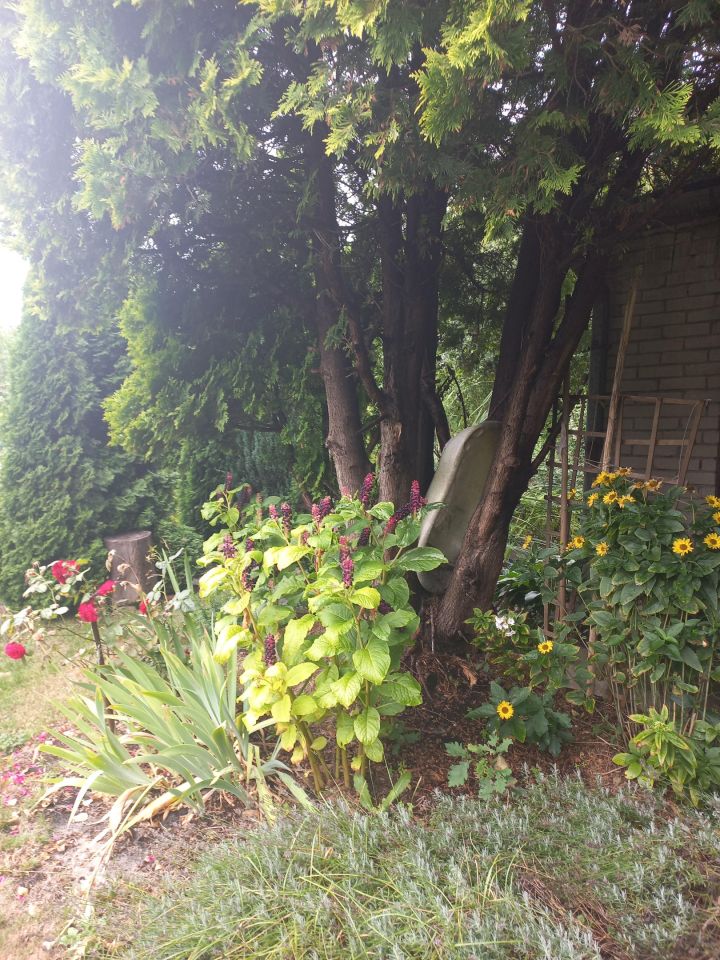 Działka rod Warszawa Targówek, Janowiecka 77. Zdjęcie 5