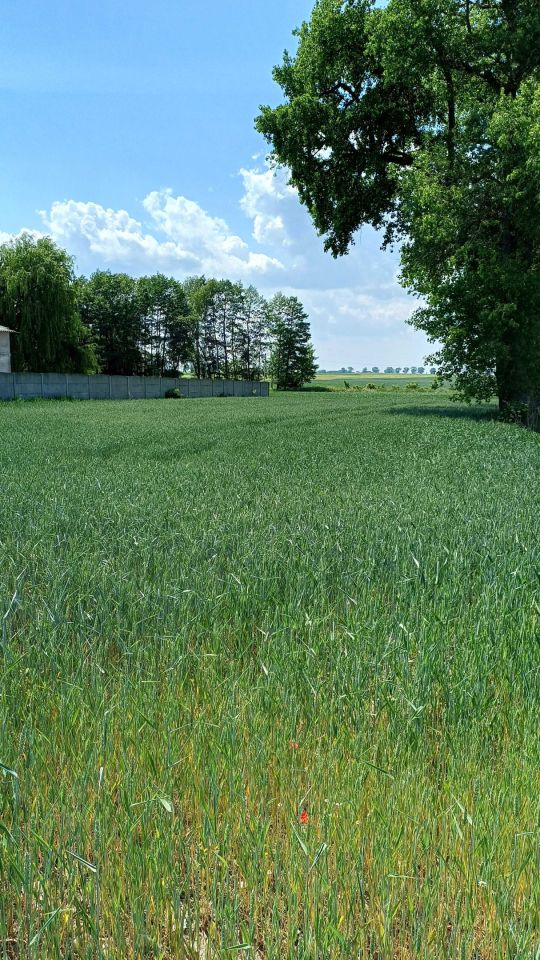 Działka rolna Gostkowo. Zdjęcie 4