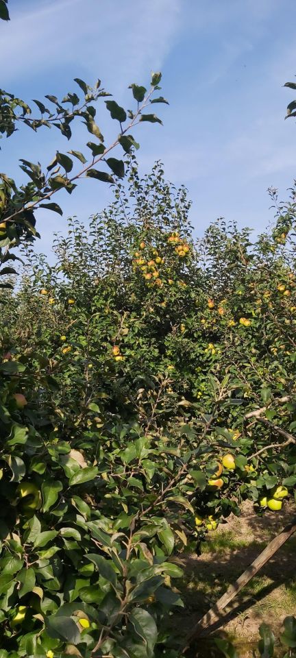 Działka rolno-budowlana Zakrzów. Zdjęcie 5