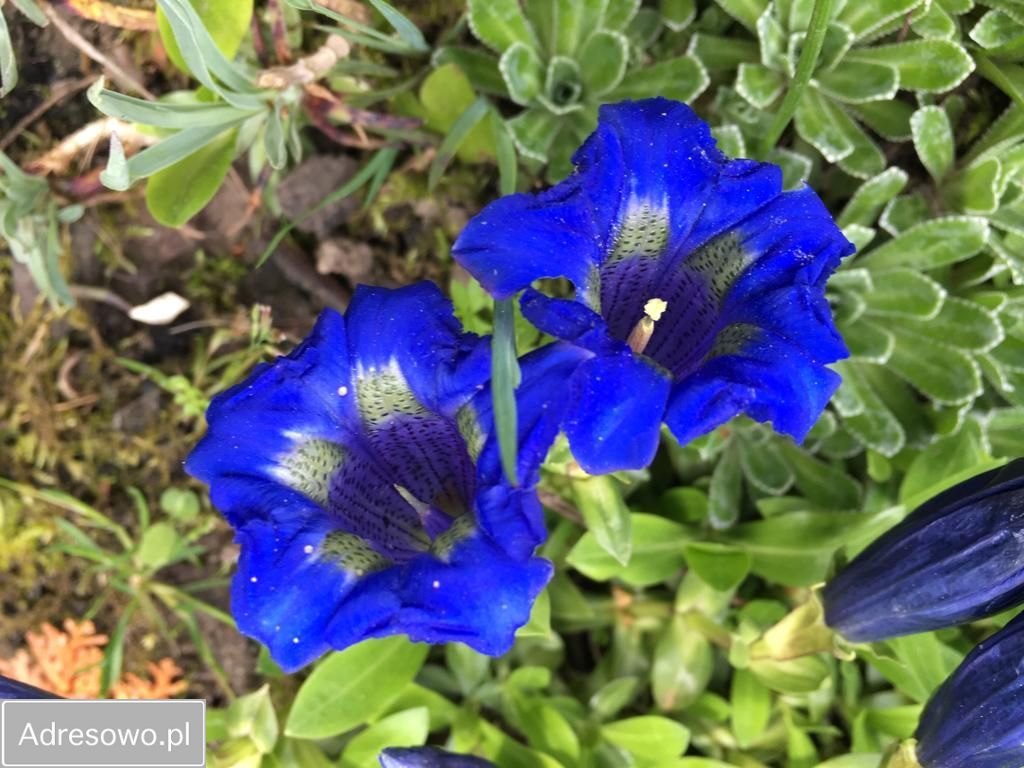 Działka rod Bielsko-Biała Kamienica. Zdjęcie 6