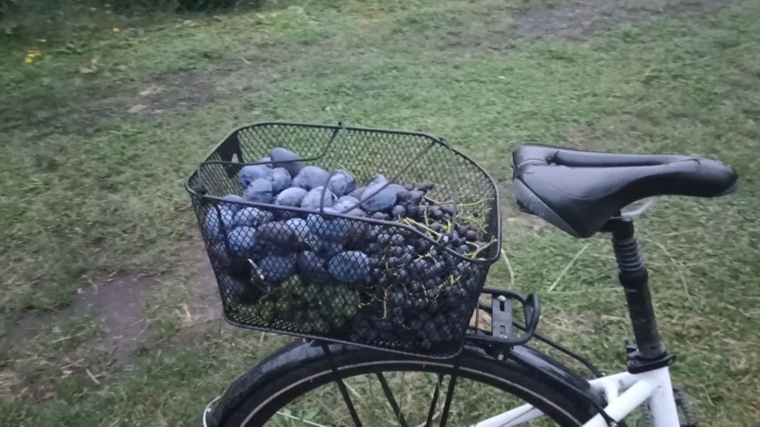 Działka rod Racibórz Brzezie. Zdjęcie 3