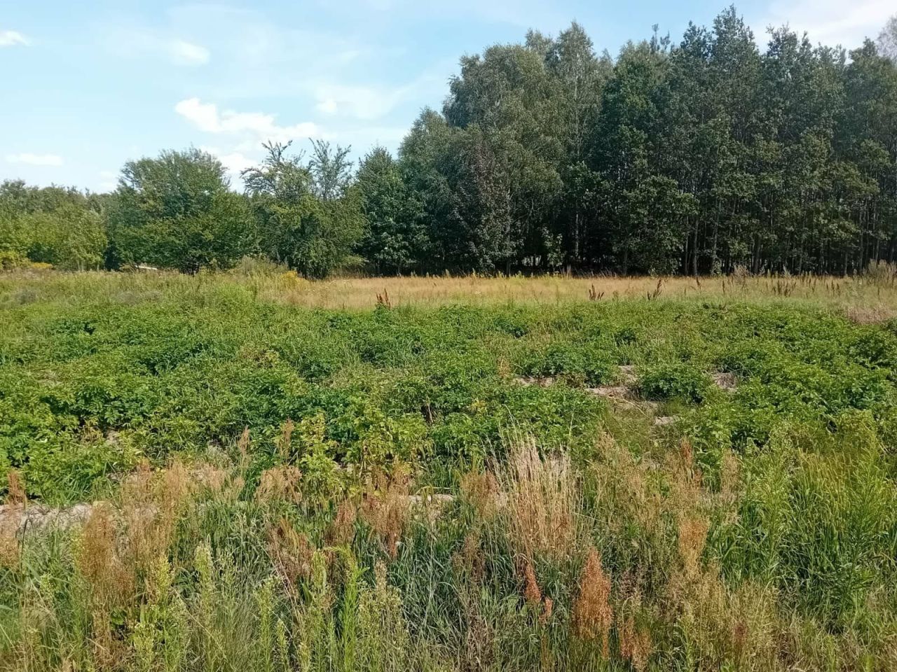 Działka Reczków Nowy. Zdjęcie 7