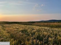Działka rolno-budowlana Włóki. Zdjęcie 2