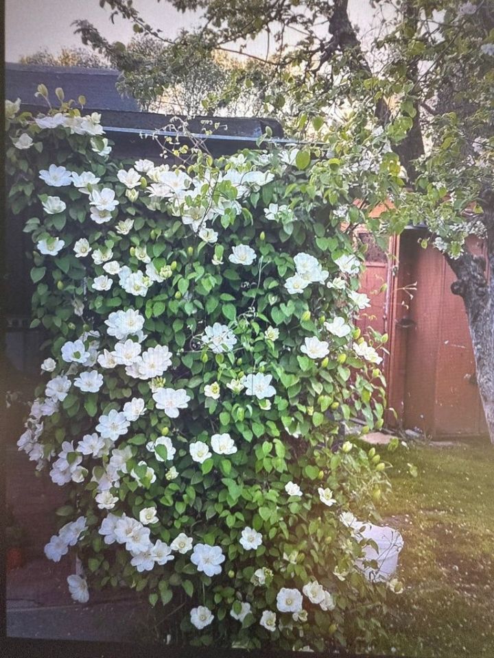 Działka rod Prudnik. Zdjęcie 3