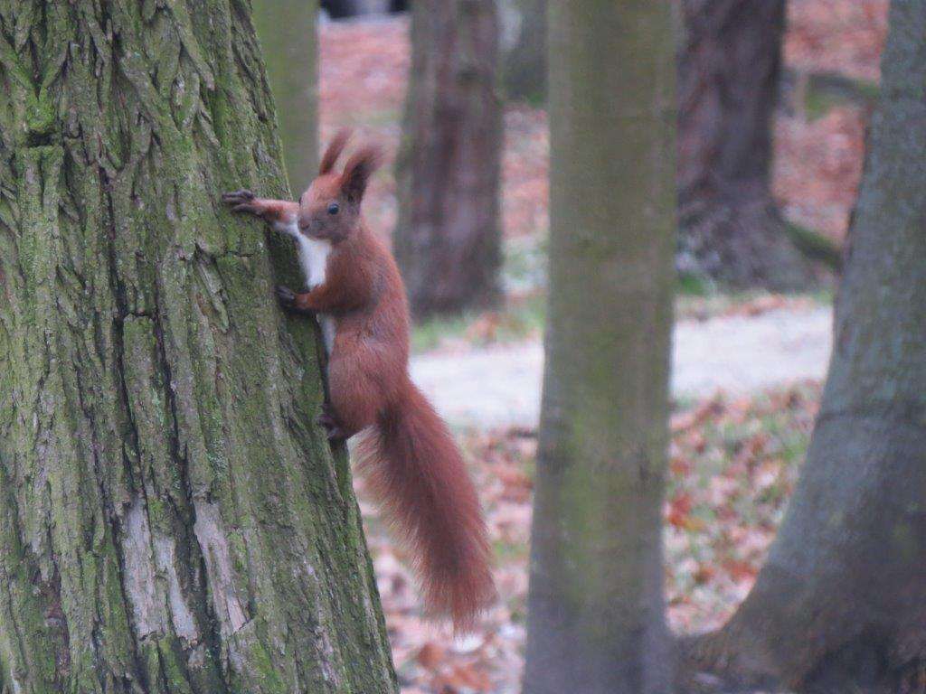 Działka budowlana Kieźliny, ul. Romana Domagały. Zdjęcie 10
