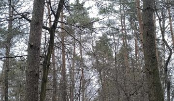 Działka leśna Kietlin