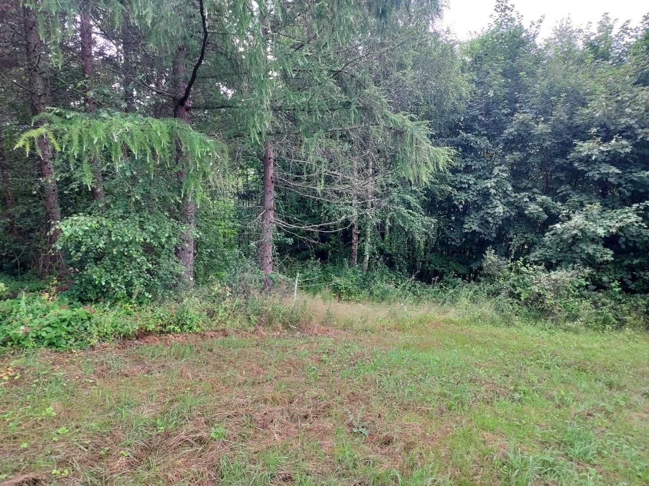 Działka leśna Kreców. Zdjęcie 6