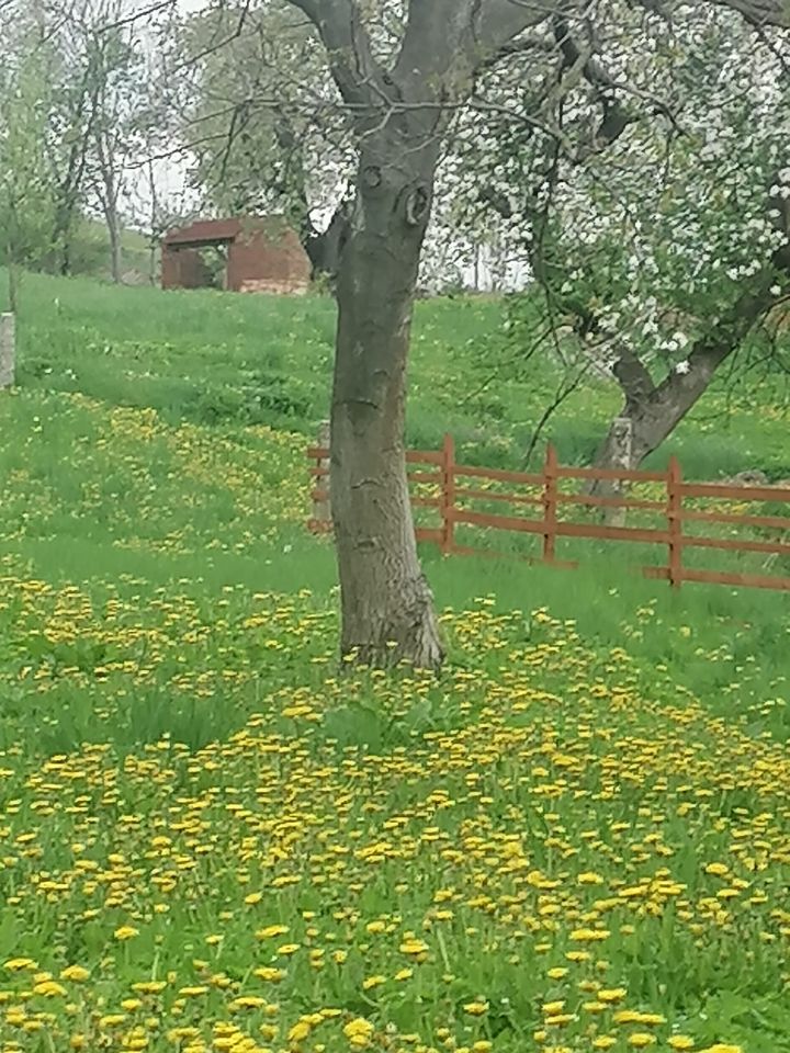 Działka rolno-budowlana Stare Rochowice, Stare Rochowice. Zdjęcie 2