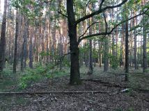 Działka leśna Warszawa Choszczówka, ul. Różopole. Zdjęcie 4