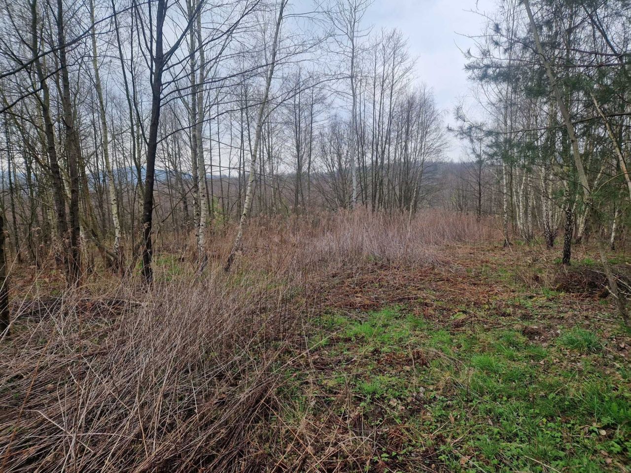 Działka budowlana Kamienica Dolna. Zdjęcie 4